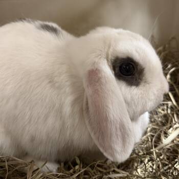 Aibileen -  Lop Eared Rabbit for Adoption in Cooperstown, New York - Aibileen | PetCurious