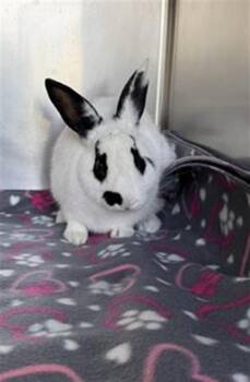 Bunny Rabbit Rabbits Available for Adoption in Salinas, California - PATCH | PetCurious