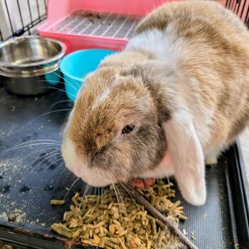 Lola -  English Lop Rabbit for Adoption in Columbus, Georgia - Lola | PetCurious