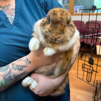 Lola -  Mini Lop Rabbit for Adoption in Madison, Wisconsin - Lola | PetCurious