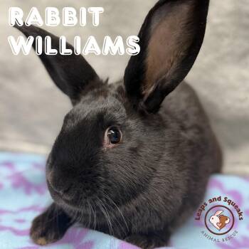 American Rabbits Available for Adoption in Frederick, Maryland - Rabbit Williams  | PetCurious