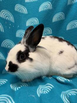 Giselle -  Lionhead Rabbit for Adoption in Gainesville, Florida - Giselle | PetCurious