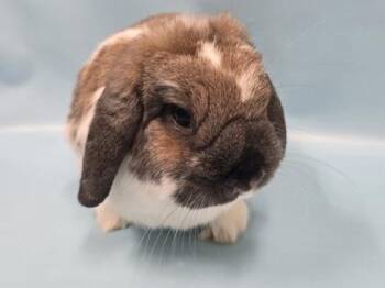 Charlie -  Holland Lop and Bunny Rabbit Rabbit for Adoption in Woodbury, Minnesota - Charlie | PetCurious