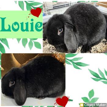 Rescue Lop Eared Rabbits for Adoption in Clearfield, Pennsylvania - Louie | PetCurious