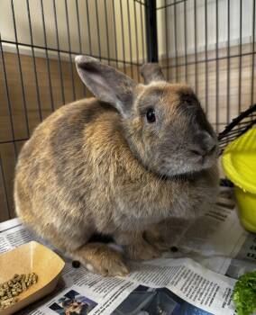 Swirl -  American Rabbit for Adoption in Honolulu, Hawaii - Swirl | PetCurious