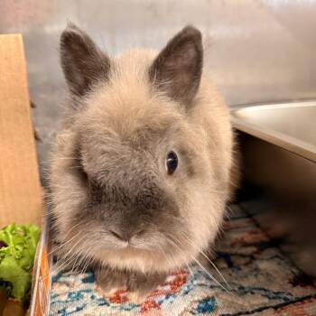 Wall-E -  Netherland Dwarf Rabbit for Adoption in Winston-salem, North Carolina - Wall-E | PetCurious