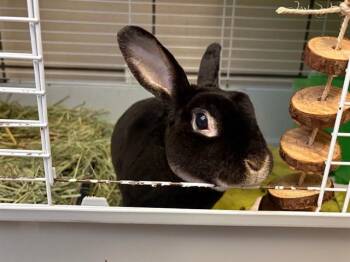 BUGS BUNNY -  Rex Rabbit for Adoption in Fort Wayne, Indiana - BUGS BUNNY | PetCurious