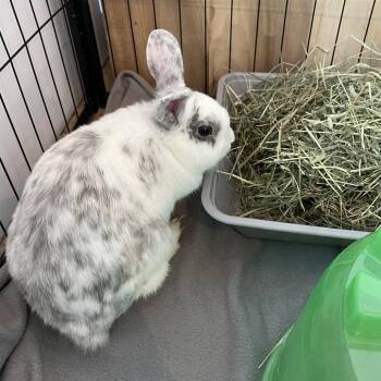 Cracker Barrel -  American Rabbit for Adoption in Warwick, Rhode Island - Cracker Barrel | PetCurious