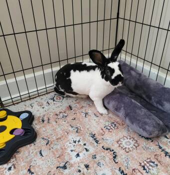 Rescue Rex and Mini Rex Rabbits for Adoption in Wilkes-barre, Pennsylvania - Bennett | PetCurious