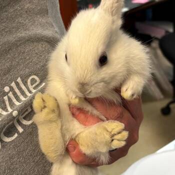 Bunny Rabbit Rabbits Available for Adoption in Asheville, North Carolina - Amos "Big White" | PetCurious