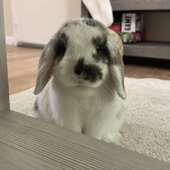 Marlo & Willowmina -  Holland Lop Rabbit for Adoption in Andover, Connecticut - Marlo & Willowmina | PetCurious