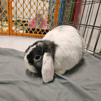 Mini Lop Rabbits Available for Adoption - Stormy | PetCurious