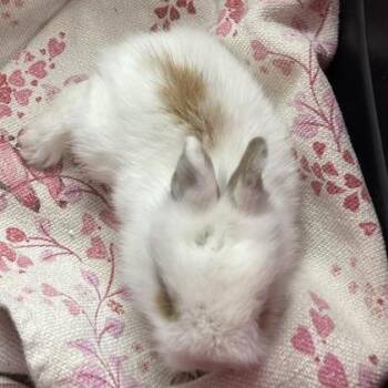 Clyde -  American Rabbit for Adoption in Hawthorne, California - Clyde | PetCurious
