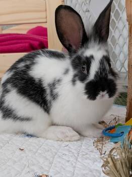 Henry -  English Spot Rabbit for Adoption in Philadelphia, Pennsylvania - Henry | PetCurious