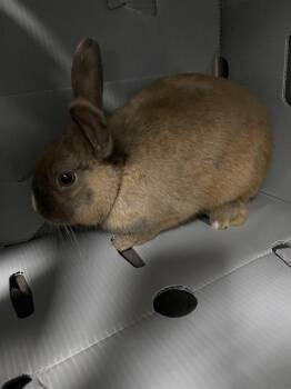 KODIAK* -  Bunny Rabbit Rabbit for Adoption in Santa Cruz, California - KODIAK* | PetCurious