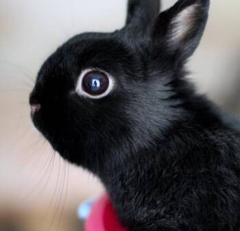 Netherland Dwarf Rabbits Available for Adoption - Pumpkin And Roo | PetCurious