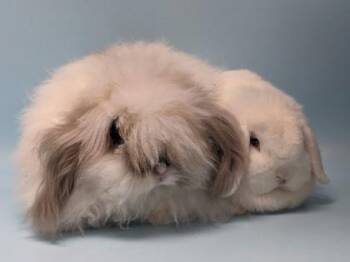Darla -  Angora Rabbit and Bunny Rabbit Rabbit for Adoption in Woodbury, Minnesota - Darla | PetCurious