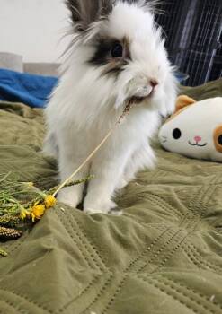 Rescue Bunny Rabbit Rabbits for Adoption in Montreal, Quebec - Manny | PetCurious