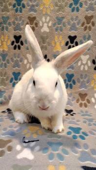 Bernie -  Bunny Rabbit Rabbit for Adoption in Dallas, Pennsylvania - Bernie | PetCurious