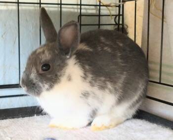 Rescue Dwarf Rabbits for Adoption in Dallas, Pennsylvania - Geyser | PetCurious