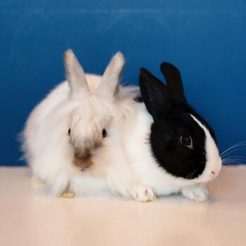 Stardust -  Dutch and Lionhead Rabbit for Adoption in Warwick, Rhode Island - Stardust | PetCurious