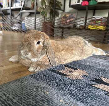 Rescue Mini Lop Rabbits for Adoption - Leona | PetCurious