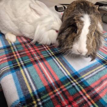Rescue Lionhead Rabbits for Adoption in Gansevoort, New York - Edgar | PetCurious