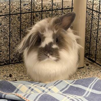 Willow -  American Fuzzy Lop Rabbit for Adoption in Mentor, Ohio - Willow | PetCurious