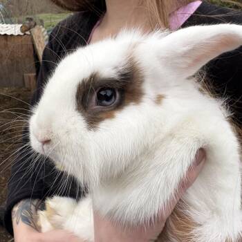 Mini Lop and English Spot Rabbits Available for Adoption in Birdsboro, Pennsylvania - Peanut Brittle | PetCurious