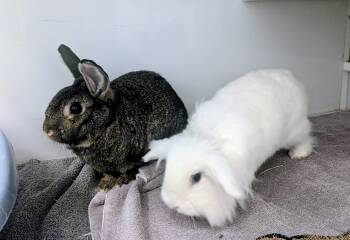 Holland Lop Rabbits Available for Adoption in Medfield, Massachusetts - Scoop & Thor | PetCurious