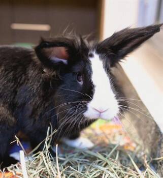 Rescue Lionhead Rabbits for Adoption in Boston, Massachusetts - BENNY | PetCurious