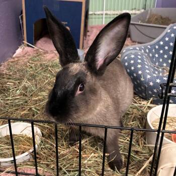 Valentine -  American Sable and Bunny Rabbit Rabbit for Adoption in Providence, Rhode Island - Valentine | PetCurious