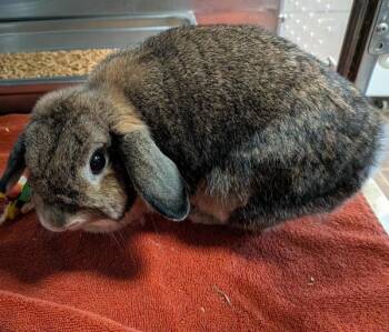 Holland Lop Rabbits Available for Adoption in Des Moines, Iowa - Jessie | PetCurious