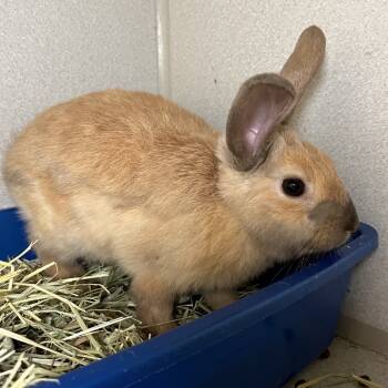 Rescue English Lop and American Rabbits for Adoption in Pittsburgh, Pennsylvania - Gerald | PetCurious