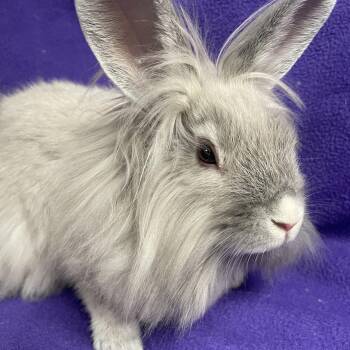 Rescue Lionhead Rabbits for Adoption in Edinburg, Pennsylvania - Chauncey: Video!! | PetCurious