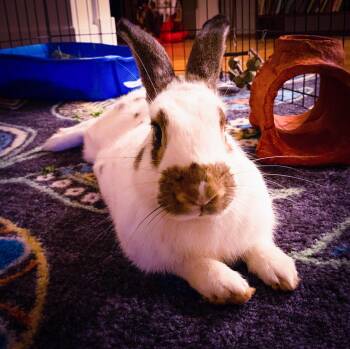 Rescue Rhinelander Rabbits for Adoption in Columbia, Tennessee - Cooper | PetCurious