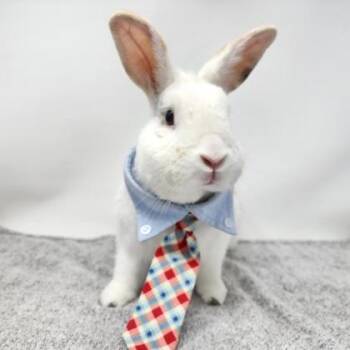 American Rabbits Available for Adoption in Largo, Florida - Butters | PetCurious