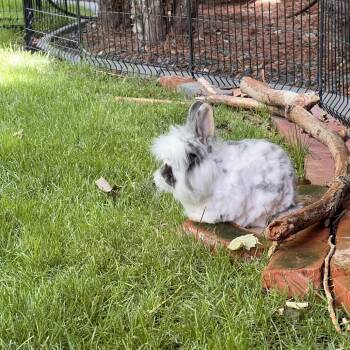 Linus -  Lionhead and New Zealand Rabbit for Adoption in Nampa, Idaho - Linus | PetCurious