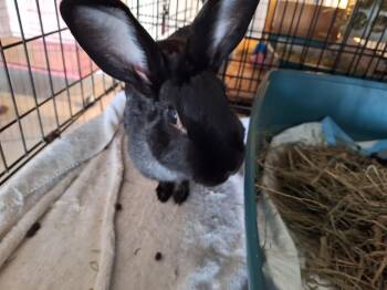 Rescue Bunny Rabbit Rabbits for Adoption - LAUREEN | PetCurious