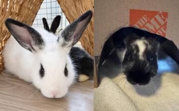 Ember & Kindle -  English Spot Rabbit for Adoption in Melbourne, Florida - Ember & Kindle | PetCurious