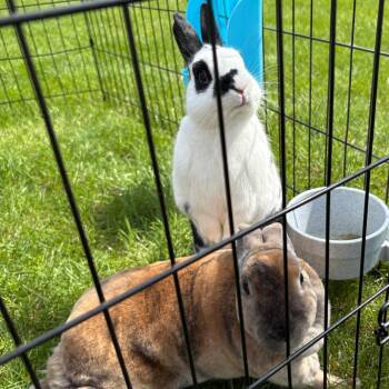 Rex Rabbits Available for Adoption in South Elgin, Illinois - Deli - Home To Home | PetCurious