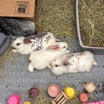 Madeline -  Mini Lop and Lionhead Rabbit for Adoption in Providence, Rhode Island - Madeline | PetCurious
