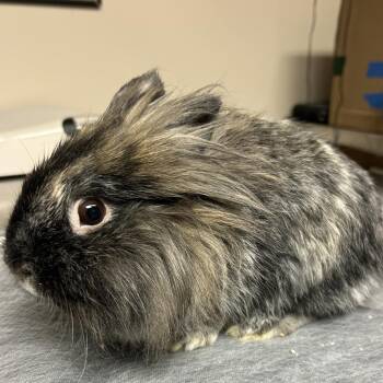 Tiny -  Lionhead Rabbit for Adoption in Gansevoort, New York - Tiny | PetCurious
