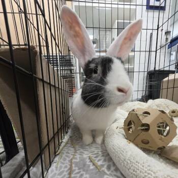 Daisy -  Flemish Giant and Dutch Rabbit for Adoption in Hampton Bays, New York - Daisy | PetCurious