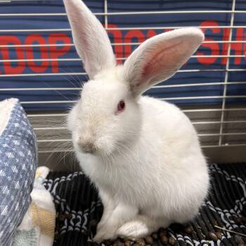 Casper -  Florida White and New Zealand Rabbit for Adoption in The Colony, Texas - Casper | PetCurious