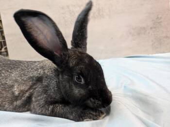 Hancock -  Chinchilla Rabbit for Adoption in Pflugerville, Texas - Hancock | PetCurious