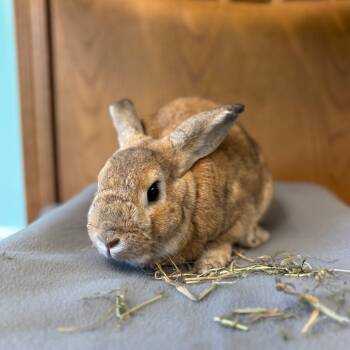 Rescue New Zealand Rabbits for Adoption in Fargo, North Dakota - Radish--In Foster | PetCurious