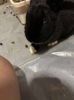 Rescue Flemish Giant and Bunny Rabbit Rabbits for Adoption in Kalamazoo, Michigan - Frillie | PetCurious
