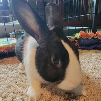 Rescue Dutch Rabbits for Adoption in Dayton, Ohio - Tovi | PetCurious