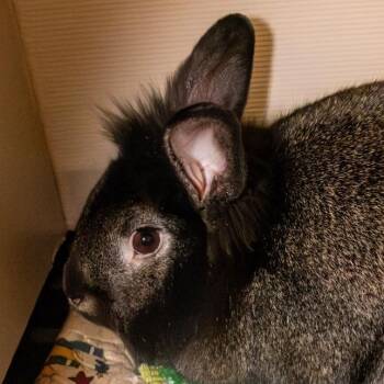 Lionhead Rabbits Available for Adoption in Kennebunk, Maine - Carl | PetCurious